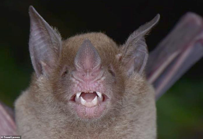 ເຈຍໜ້າຂາວ (pale-faced-bat) ເຊິ່ງບໍ່ໄດ້ພົບມາດົນກວ່າ 75 ປີແລ້ວ ໃນຮອນດູຣັສ